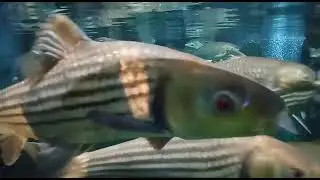 ikan temoleh