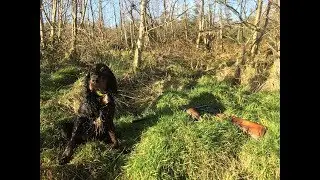 B&eacute;casse Irlande 4