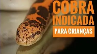 Como cuidar de uma JIBOIA DA AREIA ( Kenyan send boa )