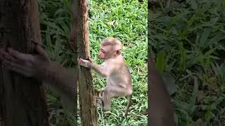 A Wonderful Day Out: Monkeys Foraging & Free Play #11