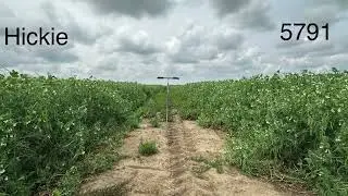 CDC Hickie Comparison To CDC 5791 Yellow Peas in Vauxhall Alberta. Brummelhuis Seeds