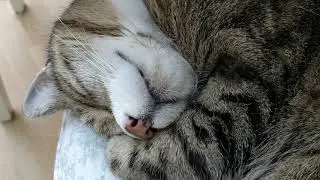 Snoring cat