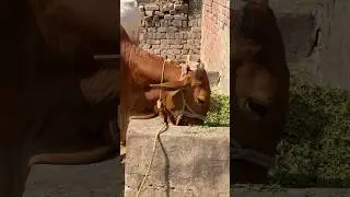 Happy Cow Enjoying Fresh Green Grass 🌿