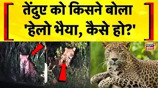 UP News: बिजनौर में गुलदार से बातचीत का Viral Video | Bijnor News | Guldar | Hindi News