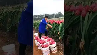 #dragonfruitlover #dragonfruit #rose #freshfarmfruit #rurallife #rural #dragonfruitflower