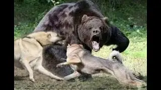 Wolf Dogs Save Frank Glazer From A Giant Bear