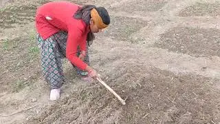|| कैसे और कब लगते हैं लहसुन || When and How to plant Garlic For Big Harvest || #love #youtubeshorts
