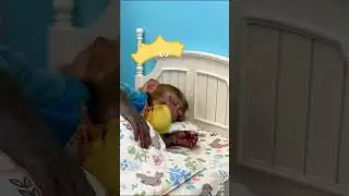 Monkey woke up and got abducted by aliens#monkey