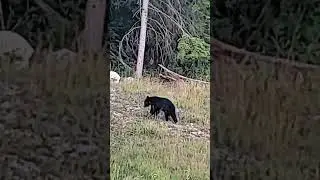 cute cub bear