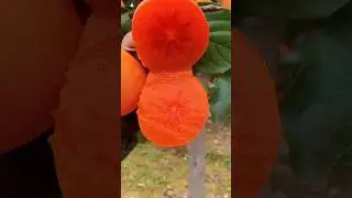 Enjoy beautiful new type fruits 🍒🍎🥭#shorts #nature #fruit