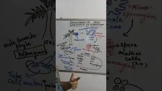 Development of male gametophyte in gymnosperms #class11th #ncert #neet