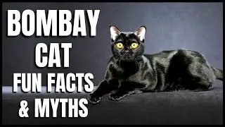 Bombay Cat 101: Fun Facts & Myths