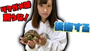 リクガメを飼わないほうがいい理由