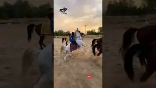 Arabian Horse Racing #horsepower