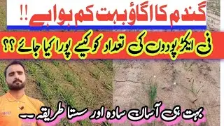 Short Germination of wheat what method to apply for increase plants of wheat per Acer