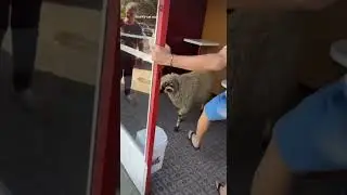Sheep got into a Sandwich shop