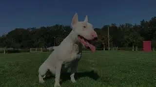 Miniatur Bullterrier Bouduin hebt ab