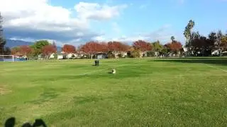 Corgi running fast