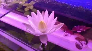 Нимфея или кувшинка тигровая (Nymphaea lotus)