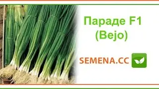 Параде F1 цибуля (Bejo) Культура в полі