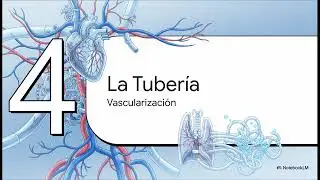 Anatom&iacute;a b&aacute;sica de Laringe (general)