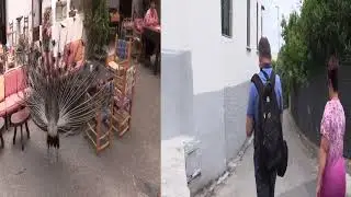 Ischia 2019 - 6.díl, kaktusová zahrada, Forio, kostel Soccorso....