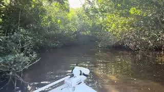 Fishing in the Everglades - up Gopher Key Creek