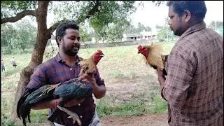 Lineage சேவல் set செய்யும் முறை …|பெட்டை கோழியைத் தேர்வு செய்யும் முறை …|