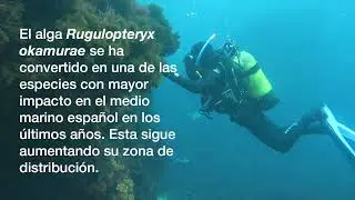 HyT_Rugulopteryx en Red Natura 2000