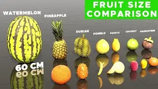 Fruit size comparison | fruit name | size comparison | safe data comparison