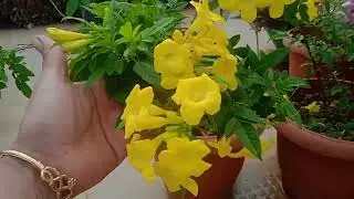 Low maintenance flowering plant tecoma plant#tecomaplant#trumpetbushesplant