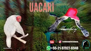 Bumerangue Uacari 2022