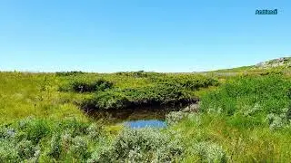 In Harmony with Pure Nature: Contemplation for Consciousness and the Soul FHD 24/7