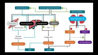 SGLT-Is AND EUGLYCEMIC DIABETIC KETOACIDOSIS(euDKA): WHAT EVERY ANAESTHETIST MUST KNOW