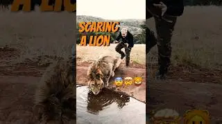 Scaring a Lion‼️Caption this!😨🦁