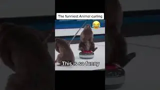 Hilarious Otter Olympics: Animal Curling Fun! 🦦🥌