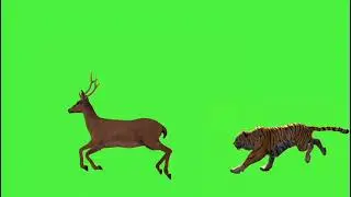 Tiger & deer run green Screen !! The tiger is chasing the deer to eat ...ouTube &middot; A.y Green Screen.
