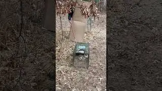 Что делать, если вы поймали скунса #ловец #отлов #биология