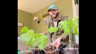 Albo Monstera Propagation