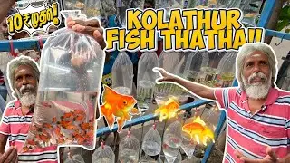 From 5₹ 🐠 Kolathur Fish Thatha | Kolathur Fish Market | Chennai Aquarium Pet Fish Tour #kolathur