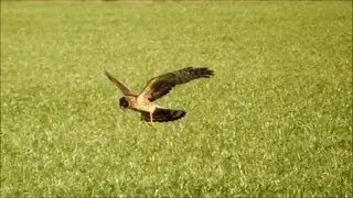 Northern Harriers Hunting (HD)