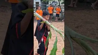 LHO LHO BOCIL NYEBLAK POHON
