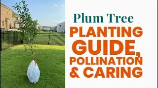 Plum Tree - Planting Guide | Pollination | how to Care | growing Fruit trees in backyard | Gardening