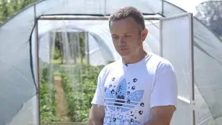 Proizvodnja paradajza jabučara u plastnicima - U nasem ataru 698