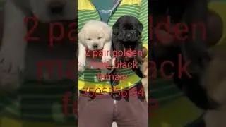 #viral #puppy #dog #shorts #puppylove #danger #long #pets #video #labrador #TheA.Kkeenel #domino  #m