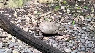 Slow and steady wins the race#a tortoise walking slowly #