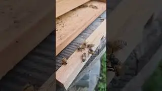 Bee Meeting Anyone??#pollinators #savethebees #fyp #bees #meeting