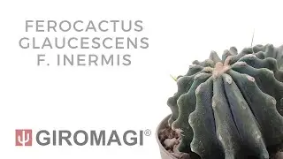 Ferocactus glaucescens f.  inermis