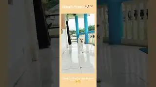 Always excited to see my Mom 😘 #happydog #labrador #doglover #labradogs #dog #pet #cute #animal