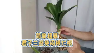 养花达人教你：这样栽种君子兰，告别闷根烂根 #养花小知识 #花卉养护 #绿植花卉 #分享家庭养花知识 #室内绿植 #绿植 #家庭养花达人 #养花 #盆栽 #绿植盆栽